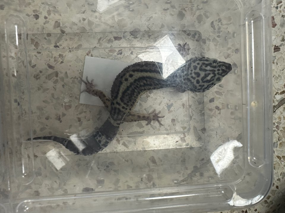 반려동물보호센터_443571202403051